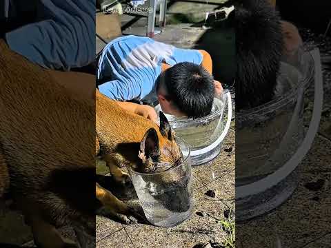 Cậu Bé Chơi trồ Gian Lận