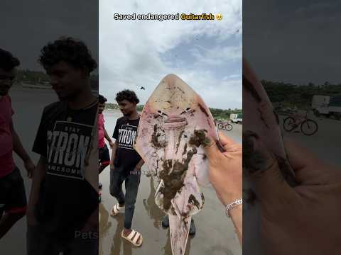 Rescue Mission: Endangered guitarfish saved from dying 🥺