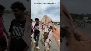 Rescue Mission: Endangered guitarfish saved from dying 🥺
