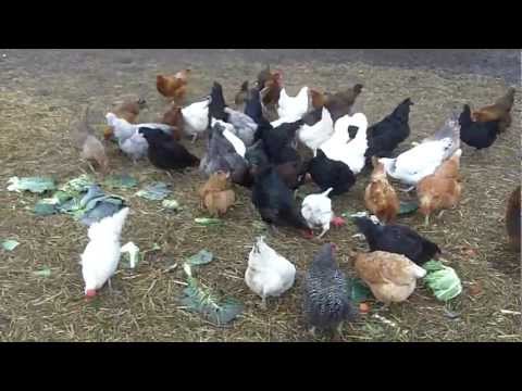 http://www.chickens-for-sale.com