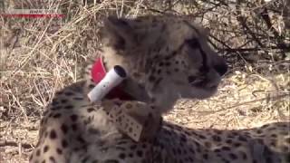 Cheetah - The World's Fastest Land Animal (Wildlife Documentary Film)