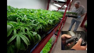 Court rules Florida medical marijuana patients can own firearms