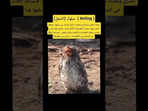 طيور تستخدم النمل كمبيد حشري طبيعي