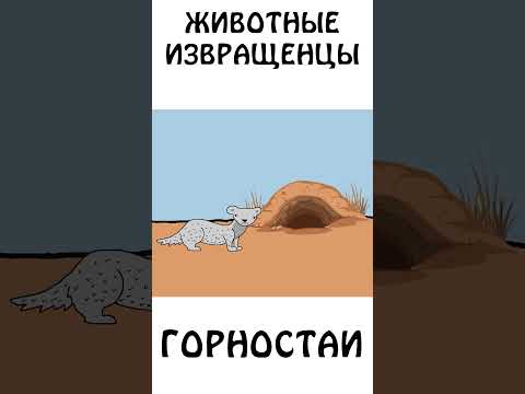 Горностай - жестокие извр@щенцы #животные #авызналиэто #шортс #академияброкколи