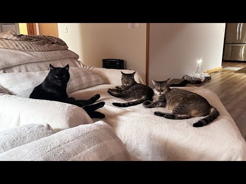 Our Feline Family