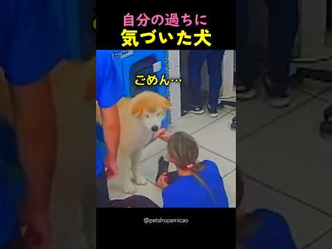 ❤️400万❤️自分の過ちに気づいた犬の驚くべき行動