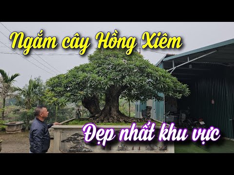 SH.10068. Cây Hồng Xiêm không có đối thủ ở Phúc Thọ Hà Nội.