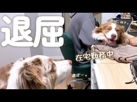 雨の日は甘えん坊が増しちゃう大きい犬達が可愛い😂【ボーダーコリー・オーストラリアンシェパード】