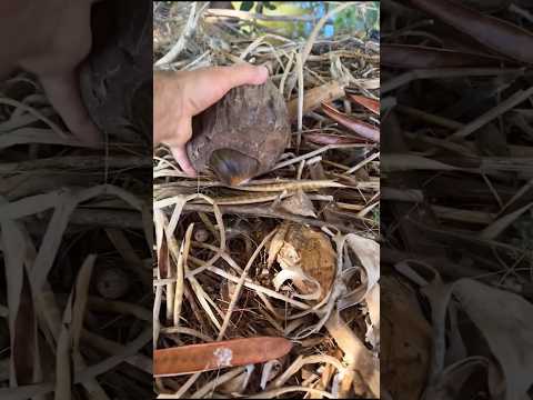 Found A Rabbit In A Coconut ☺️