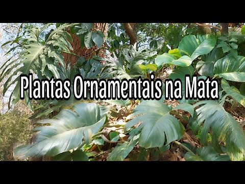 Coletando Plantas EXÓTICAS  ornamentais na mata! Plantas invasoras!