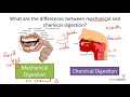 Digestive System Processes and Functions
