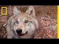 Wildlife in the Chernobyl Exclusion Zone