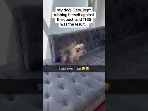 Let Doggie Funnies improve your day #funnydogs #funnyfurryfriends #cutedogs