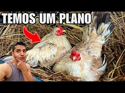 Como fazer a galinha adotar os pintinhos | Novos Pintinhos | Aves Recriar