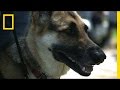 Understanding PTSD and Service Dogs