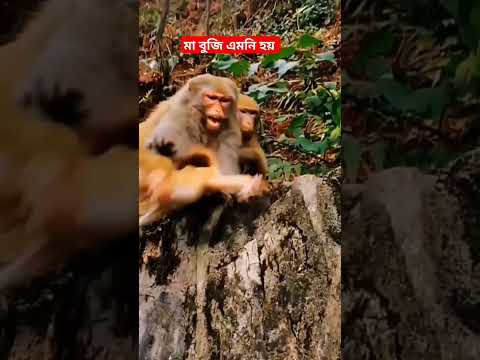 মা বুজি এমনি হয়।#vairalshort  #shorts #maa #short #rakibvlog2 #মা #manki #vairalmanki #sad