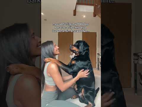 a big baby 🤣 @nalatheneedyrottie #rottweiler