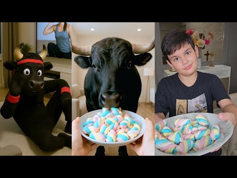 Melhores Vídeos do Canal / Vídeos Divertidos/ Boi da Cara Preta e muito mais