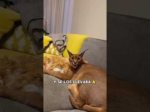 The caracal fell in love with a stray cat.#animals #Friendship #Us#Caracal