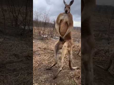 पानी में कंगारू क्यों ले जाता है दुश्मन को? Kangaroo VS dog #kangaroo #dog #shorts