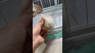 Rescue kitten trapped in cage #cat #cutecat #kitten #catlovers