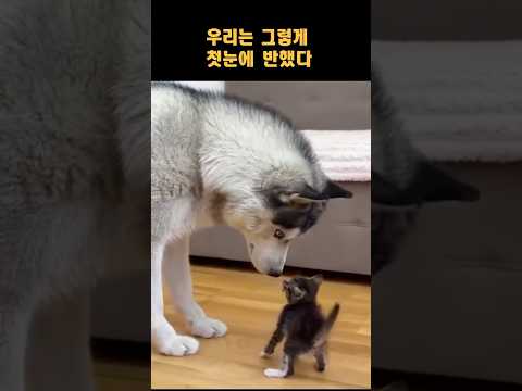 큰댕이와 작냥이가 만났을 때