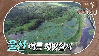 [테마기행 길] #울산 여름 해방일지 | MBC경남 220916 방송 다시보기