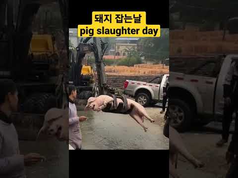 오늘은 돼지잡는날 🐷 #돼지