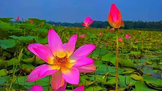 পদ্দ বিলের উদ্দেশ্য রওনা দিলাম