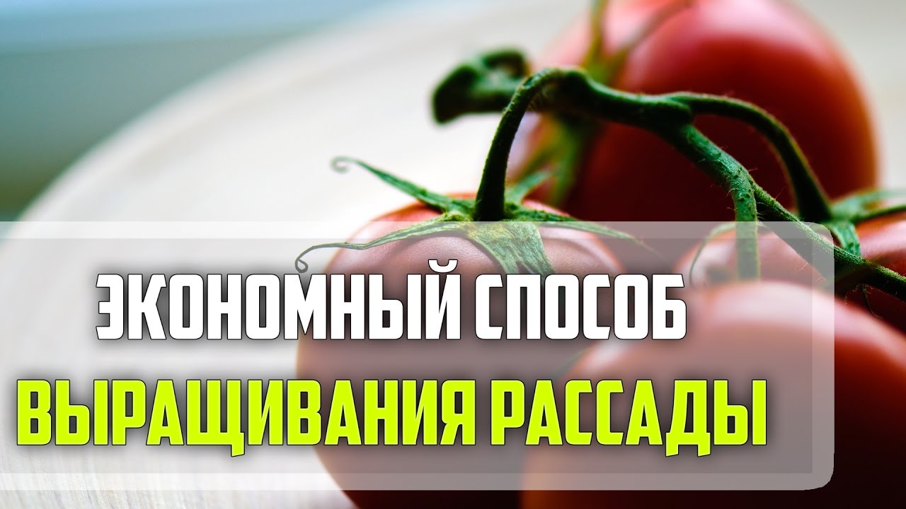 Экономный способ выращивания рассады томатов