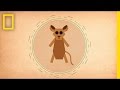 Madagascar and the Fousa: Conservation Challenges