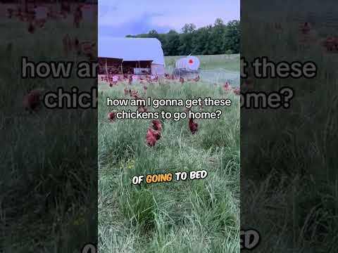 The unexpected trick to chicken bedtime ๐๐ค #shorts #shortsvideo