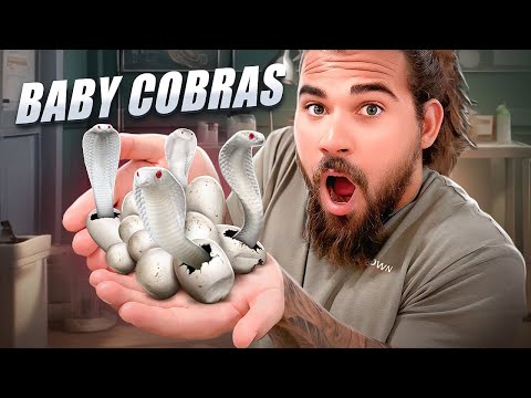Baby ALBINO COBRAS Are HATCHING!!!