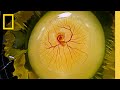 Embryonic Development and Experiment Outcomes