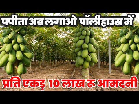 पपीता पॉलीहाउस में लगा किसान ले रहे दोगुना मुनाफा ॥ Papaya Farming best tips and organic production