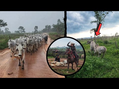 2 DIAS NO ESTRADÃO DEBAIXO DE MUITA CHUVA PARA LEVAR O GADO DO SITIO PARA O ALUGUEL