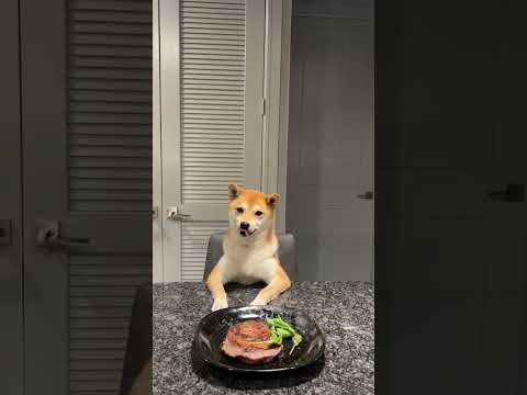 that bark right before she dipped was personal 😂😂 #dog #funnypuppy #newmemes #comedy