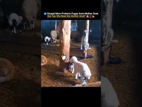 Mother Kangal Protects Puppy from Mother Goat Attack #trending #animals #wildlife #youtubeshorts