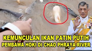 Detik-Detik Munculnya Ikan Patin Putih Pembawa Hoki Milik Raja Thailand Di Chao Phraya River Bangkok