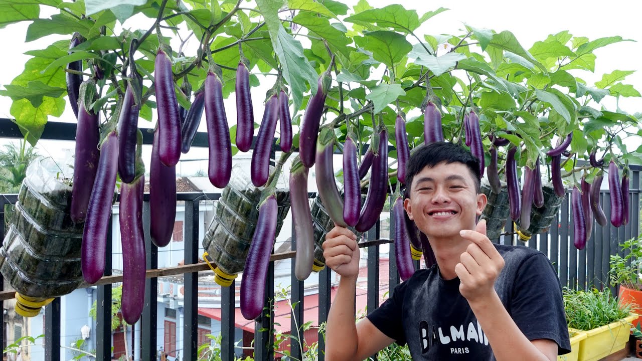 This Is How I Renovate Old Eggplants, Become Green And Produce Lots of Fruits