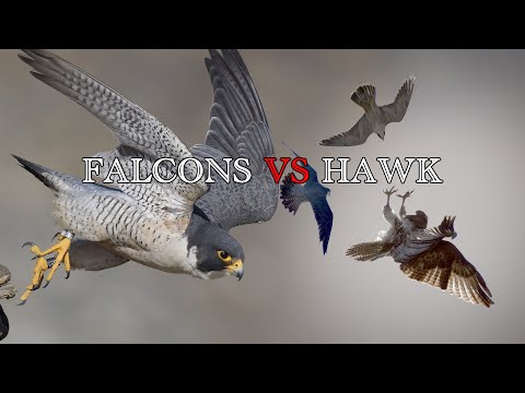 Falcons dive-bomb a Red-Tailed Hawk