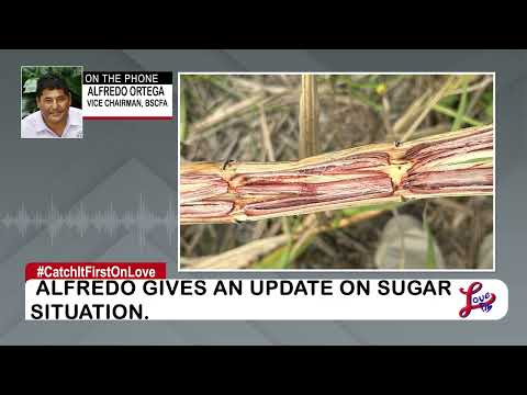 YouTube video thumbnail: Cane Farmers Call for Sugar Price Hike Amid Industry Crisis