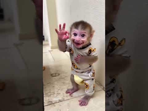 Baby monkey so cute cute cute ❤️❤️❤️