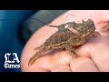 Texas Horned Lizard Conservation Insights