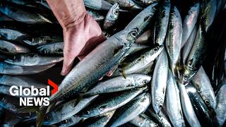 YouTube video thumbnail: Industry Demands Prompt Canada to Walk Back Counter-Tariffs on US Seafood, Fish Products