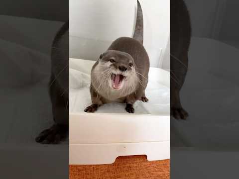 ぽっちゃりカワウソハナのモーニングルーティン　Otter Morning Routine #Shorts
