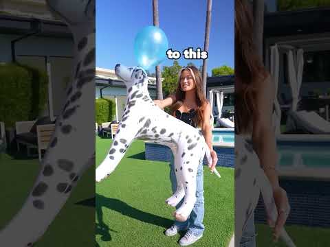 Envié un perro al espacio