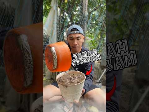 Tanah disiram jadi pohon es krim 🌳