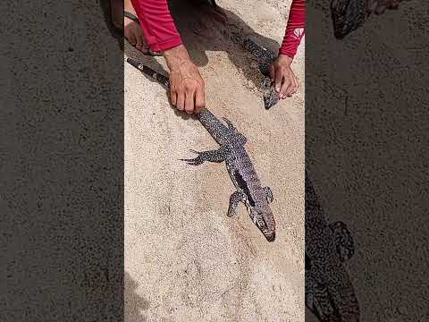 Olha só a estratégia desse animal galera #melhorvídeo #humor