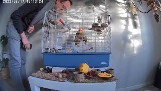 La reacción de mis pájaros cuando llego a casa! ❤️🩵